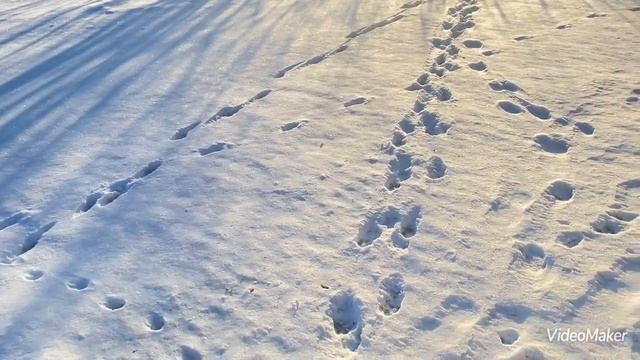 Сколько овощей я даю козам😜 смотреть онлайн