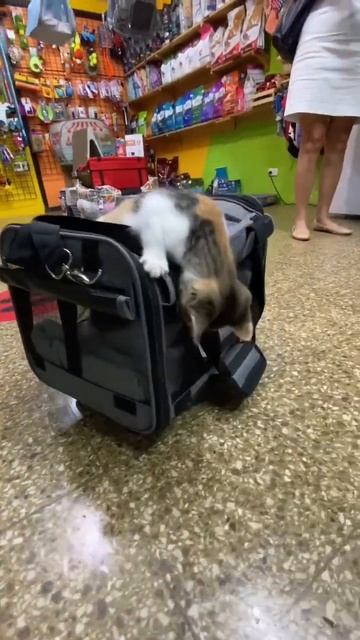 Boarding My Cat For The First Time In Pet Hotel #catlover #kucing #gato