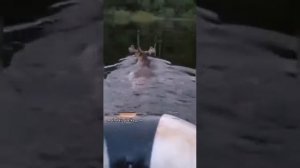 Лось плывёт а мы рыбачим