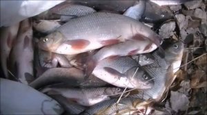 Весенний жор Язя. Рыбалка на Фидер.