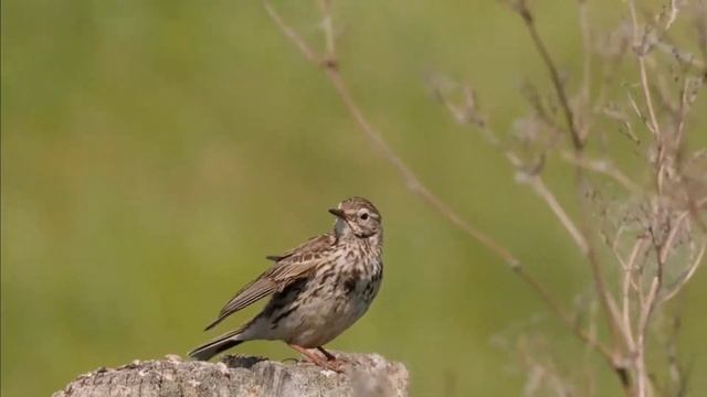 Луговой конек Anthus pratensis смотреть онлайн