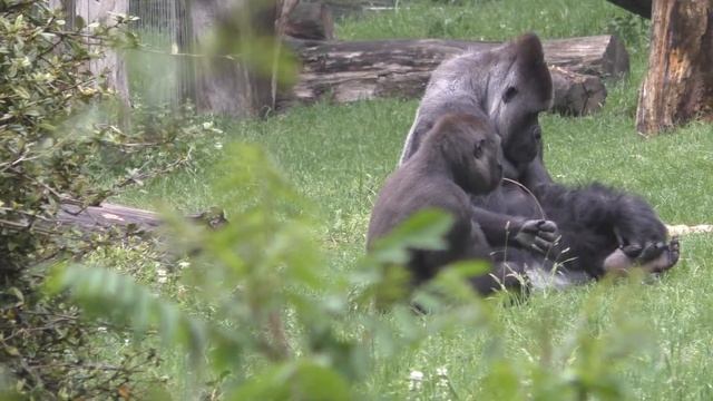 Вольер с гориллами. Сафари-парк "Burgers ZOO". Нидерланды. смотреть онлайн
