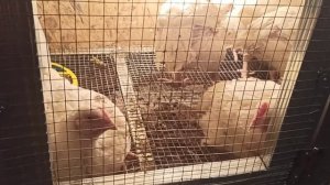 Брудер из профиля для гипсокартона/ Заболели цыплята