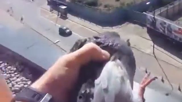 Голубь насрал на балконе!!!!!!!
