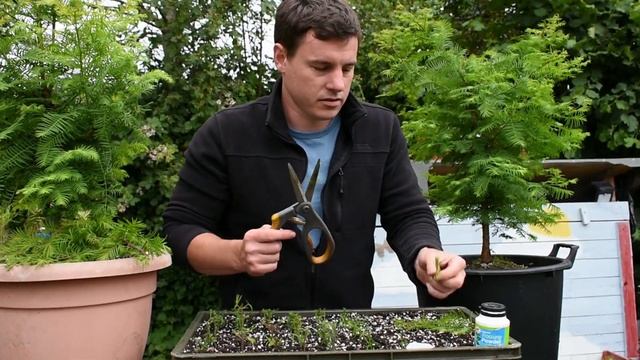 How To Propagate Dawn Redwood Trees With Cuttings Made Easy! смотреть онлайн
