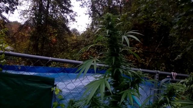 Outdoor 2020 - big ass bangi haze смотреть онлайн