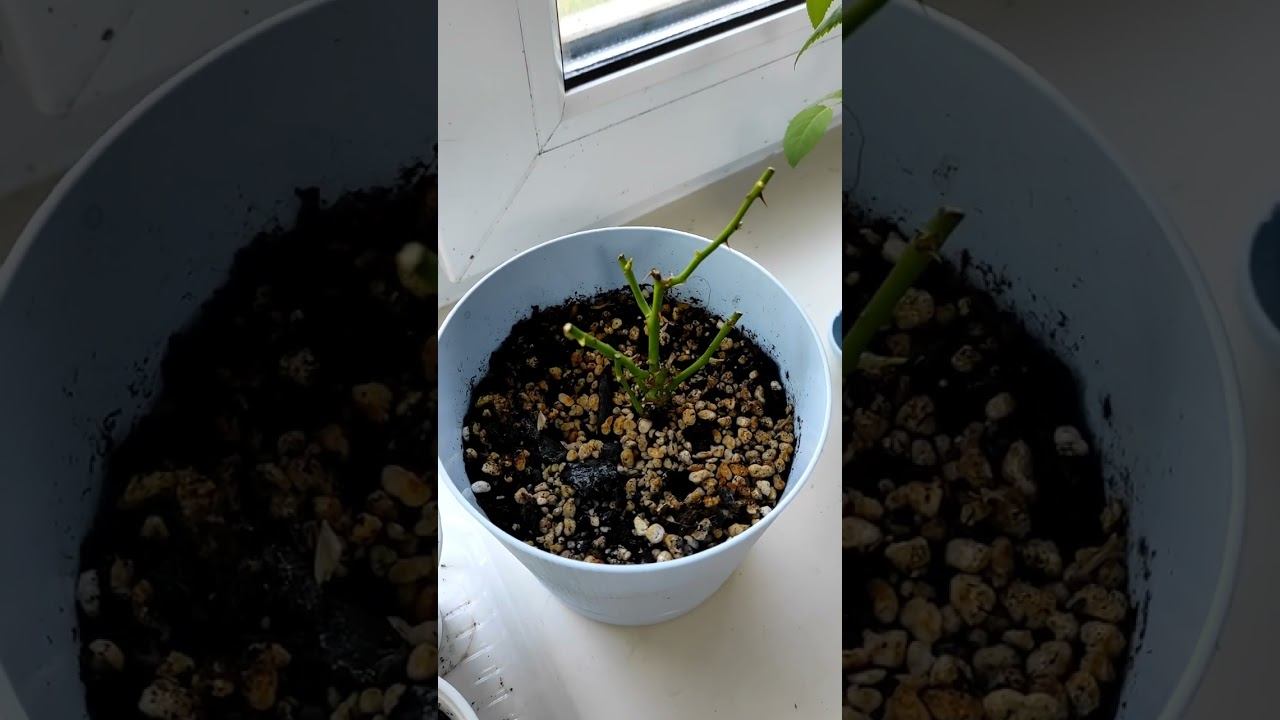 Хлороз у роз.