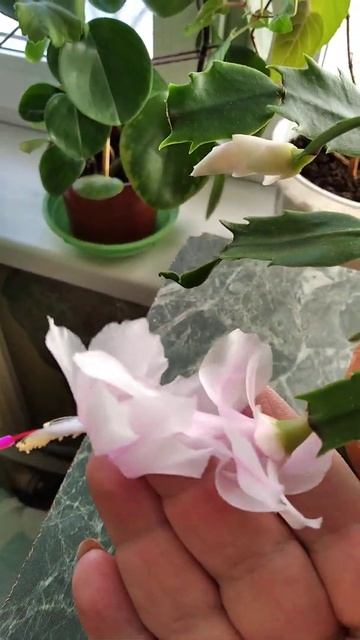 радует второй раз смотреть онлайн