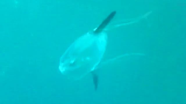 Mola-Mola Yukon Marissa 10-18-10 смотреть онлайн