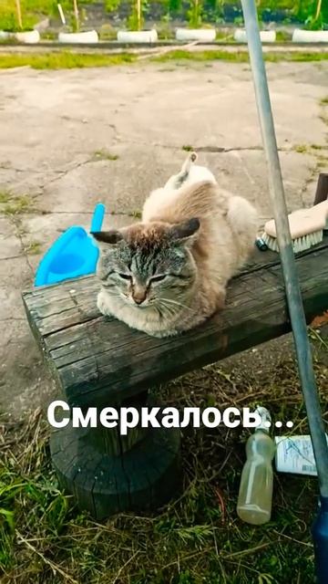 Коты КУЗЯ и ЯША после гулек (по #Лукашенко) #shorts #котики #приколы