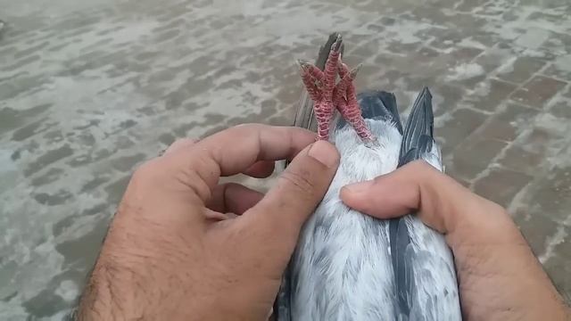 Pure Imamdeen Kabootar Ka Shok || Hashim Mahmood Pigeons