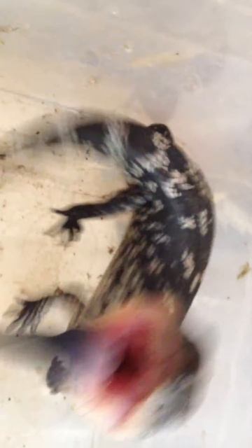 Angry Baby Blotched Bluetongue Skink