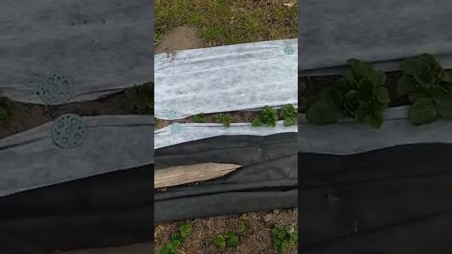 Клубника. Выращиваем клубнику. Уход за клубникой весной смотреть онлайн