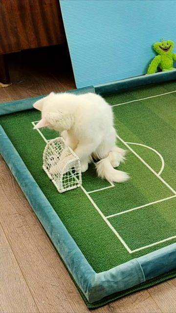 ⚽ 🏆 #Футбол.Чемпионат Мира среди котят. 20.04.2025 смотреть онлайн