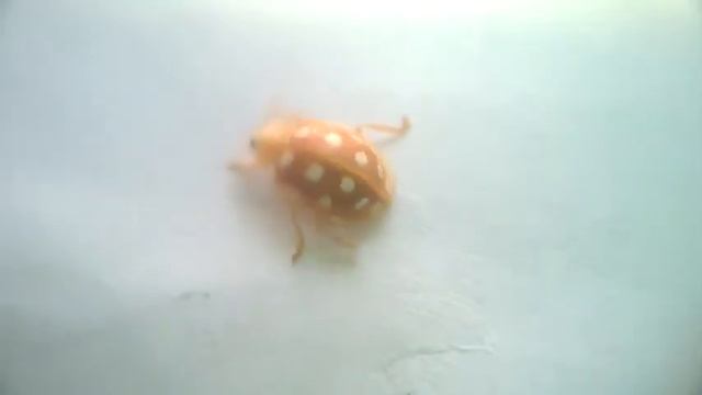 Orange ladybird (Halyzia sedecimguttata) смотреть онлайн