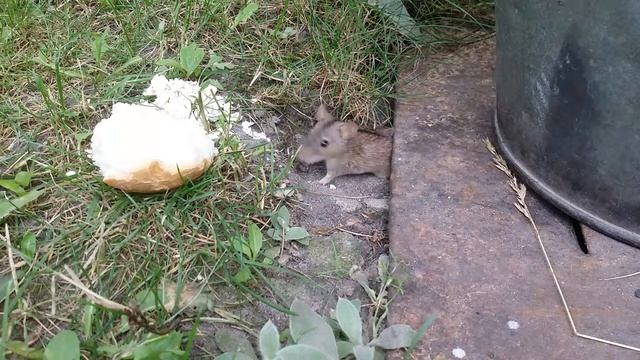 Маленький житель на нашей даче.