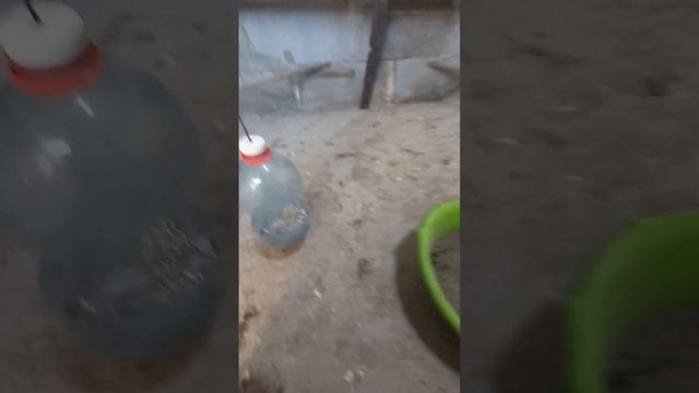 что лучше для кур ракушка или отсев? опытным путем! смотреть онлайн