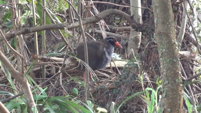 Gallirallus okinawae in the northern part of Okinawa Island смотреть онлайн