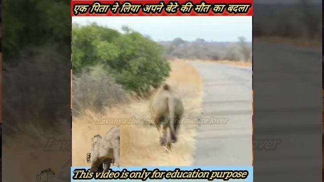 एक पिता ने लिया अपने बेटे की मौत का खौफनाक बदला 😱 The revenge of Lion 🦁#lion #hyena #shorts смотреть онлайн