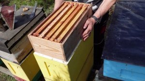 обновление гнезда в шестирамочниках