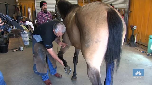 Horse Evaluation