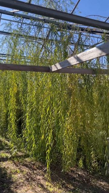 Ива золотистоволосистая Chrysocoma