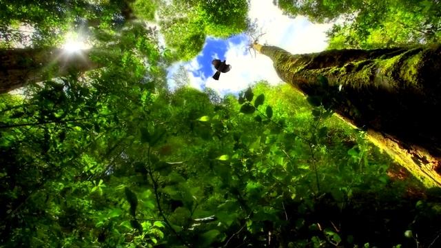 Успокаивающие звуки утреннего леса.