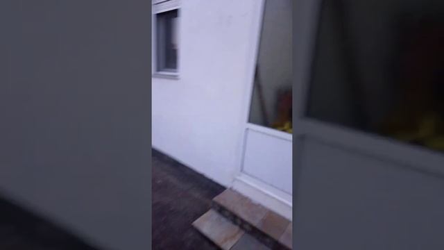 хотела показать моих невест, вишня, черешня. 🌳☀️ смотреть онлайн
