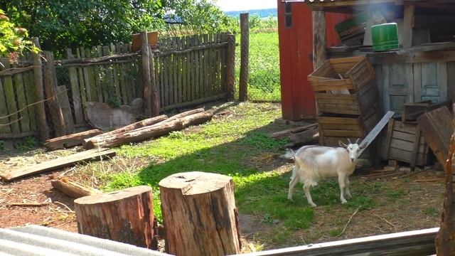 Жарим Мясо на Костре. Кузя с Кузиной Резвятся. ВЛОГ смотреть онлайн