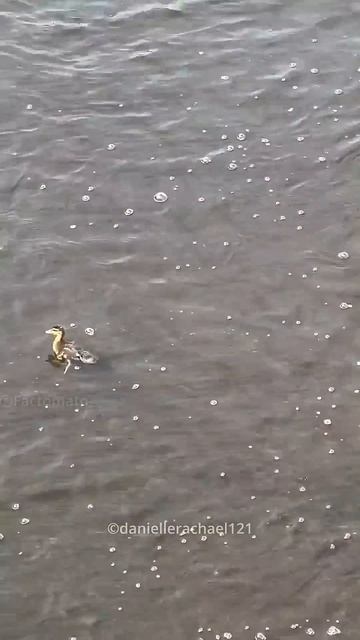 A BRAVE MOTHER DUCK😍 смотреть онлайн