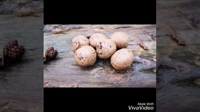 SeedSpook - Alder You Do смотреть онлайн