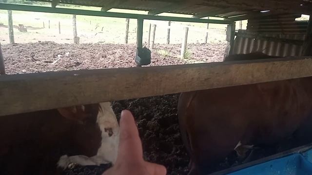 CONFINAMENTO DE SILAGEM DE SORGO VALE A PENA ? смотреть онлайн