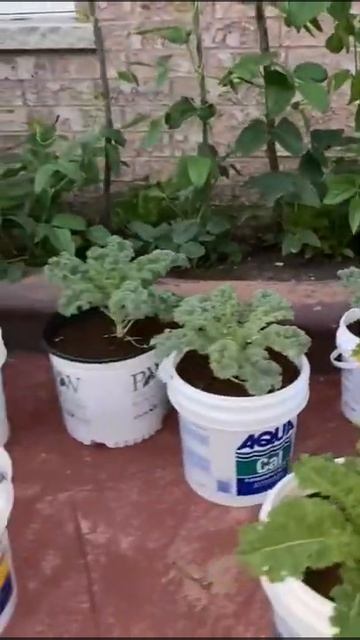 Home gardening| Container gardening #shorts смотреть онлайн