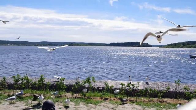Сортавала. Чайки