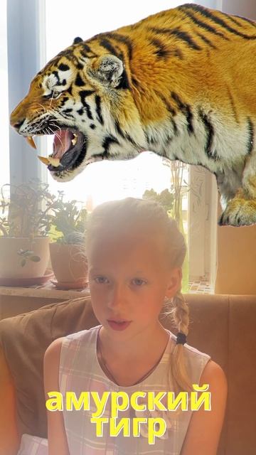 амурский тигр 2