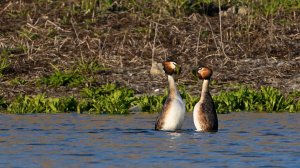 Птицы Крыма. Чомга: Брачный ритуал