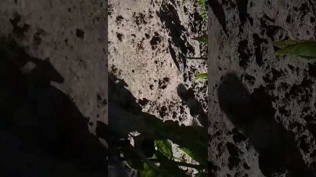 ОБЗОР МОАЕГО ЛЮБИМОГО ОГОРОДА В АВГУСТЕ /Видео № 155