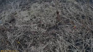 2 Прививка Черешни и вишню на вишню