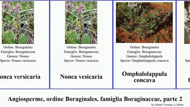Angiosperme, ordine Boraginales, famiglia Boraginaceae, parte 2 myosotis onosma nonea pulmonaria смотреть онлайн