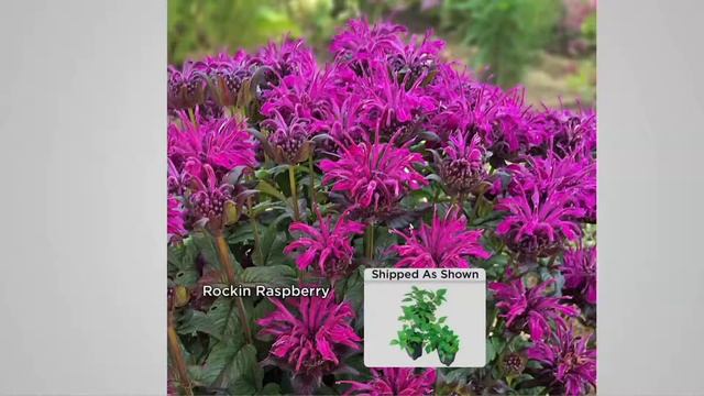 Cottage Farms 3-pc Fragrant Sugar Buzz Monarda Collection on QVC смотреть онлайн