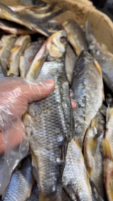 Чебак вяленый #азбукасевера #чебак