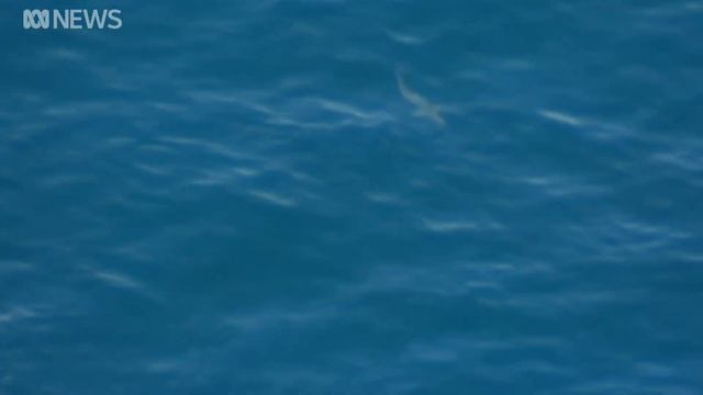 A $3.8m smart drum line program catches two great white sharks in 10 months | ABC News смотреть онлайн
