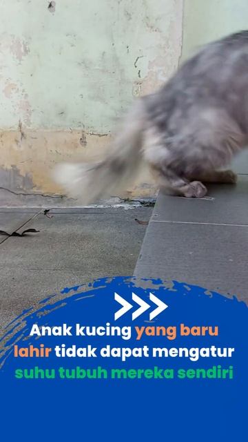3 Fakta anak kucing yg baru lahir #cat #catlover #kitten #funnycat #catbreed #funny #pet #animal смотреть онлайн