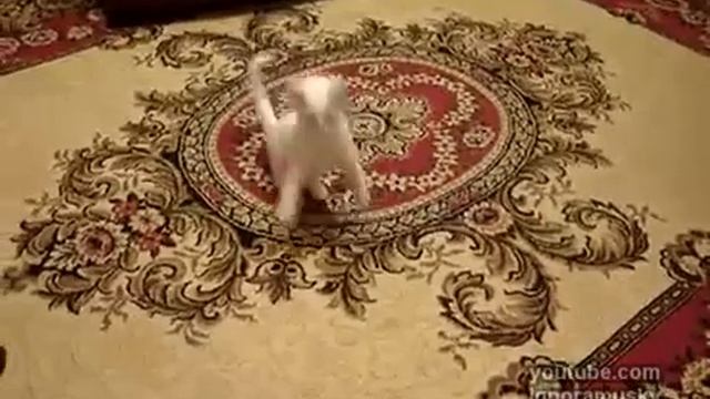 kangaroo-kitten (Котенок-Кенгуру). смотреть онлайн