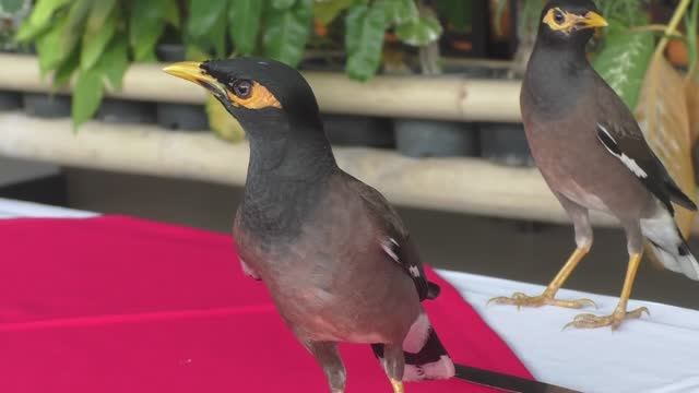 Майны-попрошайки