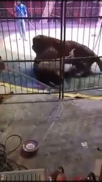 ТИГР ПРОТИВ ЛЬВА смотреть онлайн