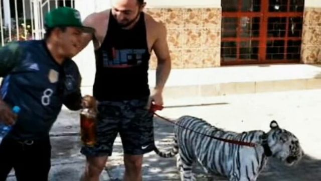 “ El pirata de culiacan ” tributo Q.E.P.D смотреть онлайн