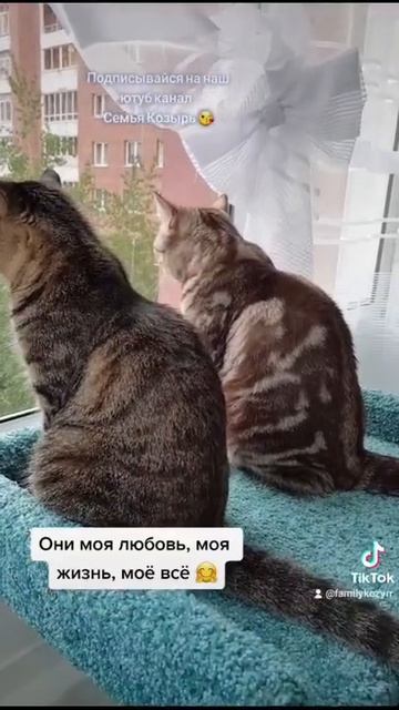 И так они делают всегда, ЗАЧЕМ... #shorts Смешные животные, кошки / Семья Козырь смотреть онлайн