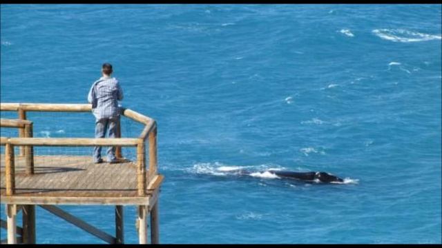 At The Head Of The Bight