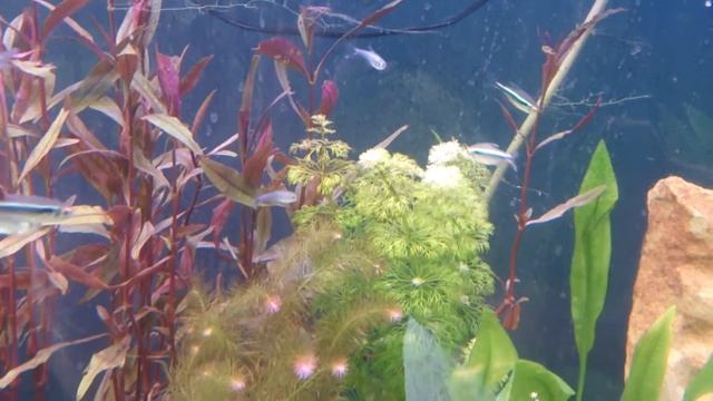 What Do You Think Of Black Neon Tetras?